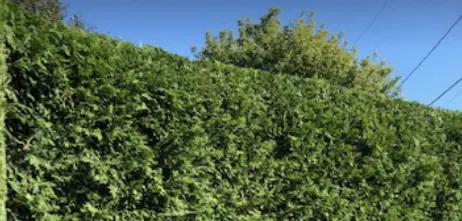 Cèdres Gatineau Symetric | Plantation, Taille & Service d'entretien de Cèdres à Gatineau photo 8