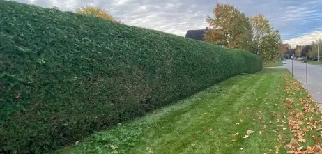 Cèdres Gatineau Symetric | Plantation, Taille & Service d'entretien de Cèdres à Gatineau photo 4